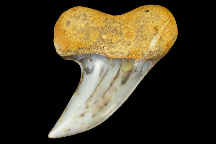 Colorful Mako/White Shark Tooth Fossil - Sharktooth Hill, CA #113899